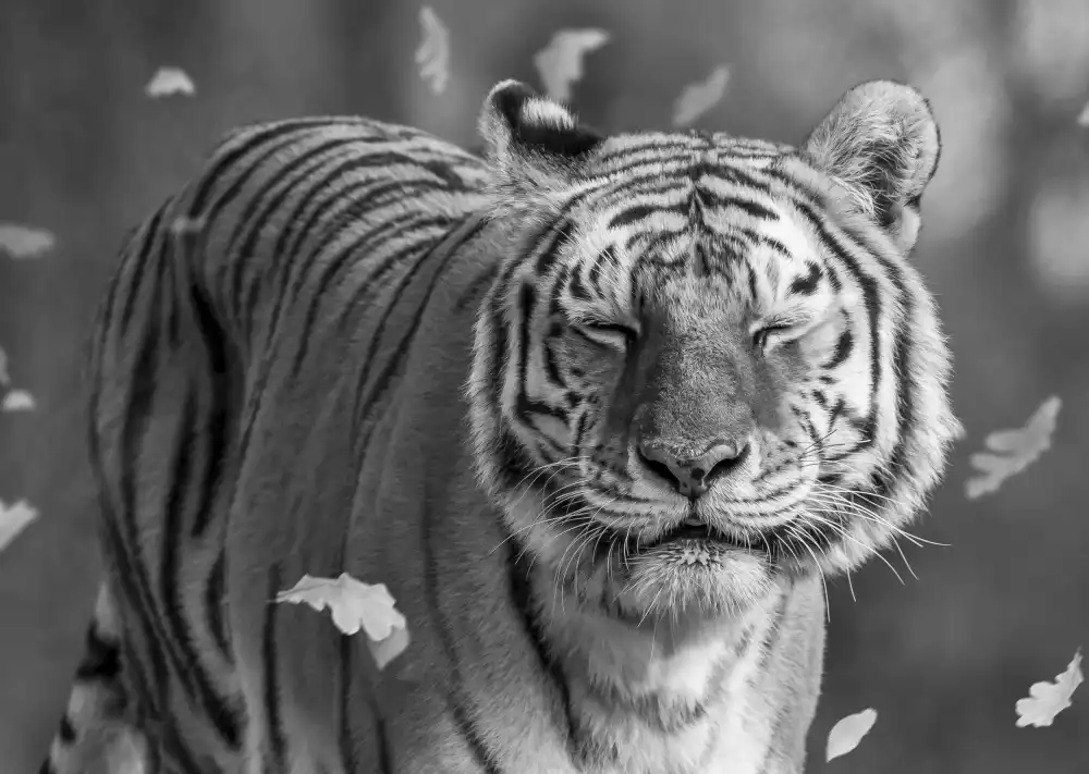 AKTAS, Ozan: Tiger in der Bewegung