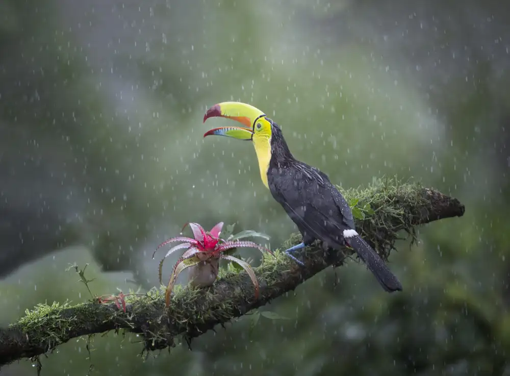 Deng, Larry: Toucan