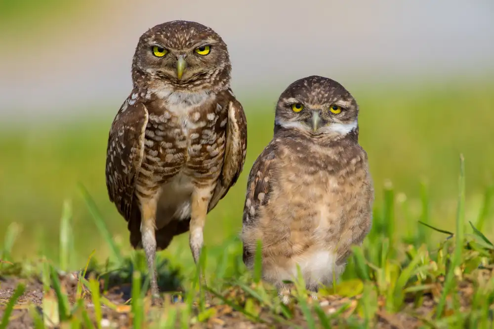 He, Mike: Mom and Kiddo