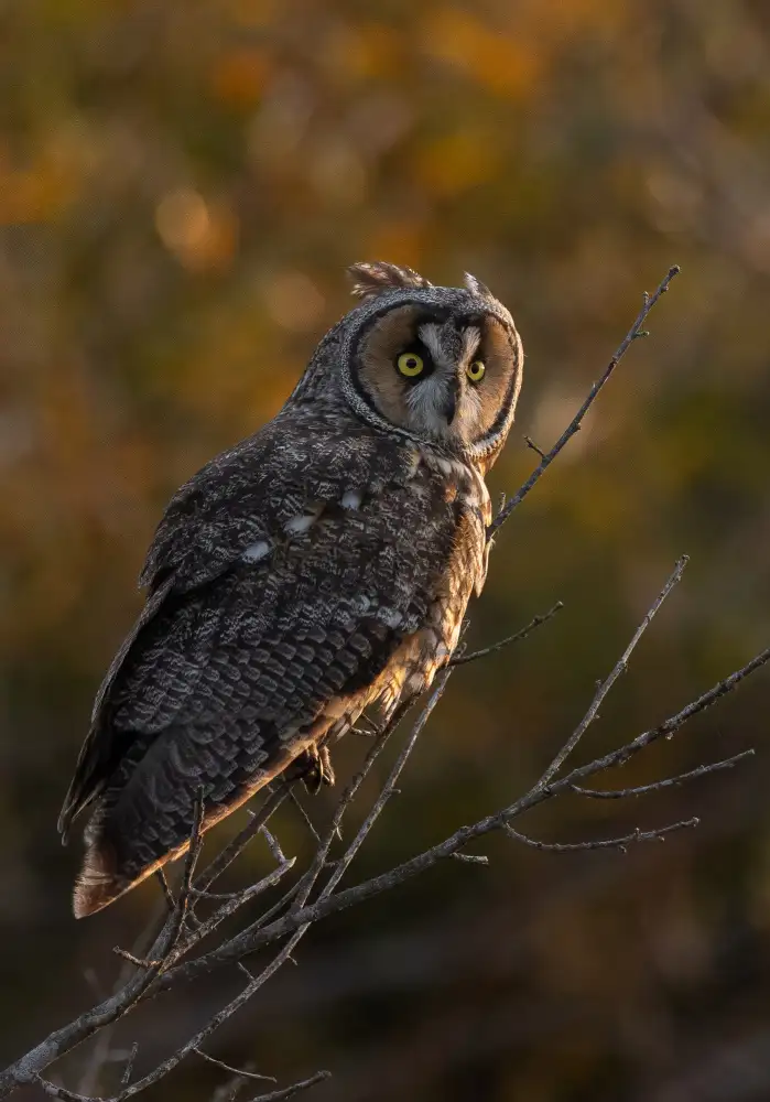 Huang, Johnson: Long Ear Owl