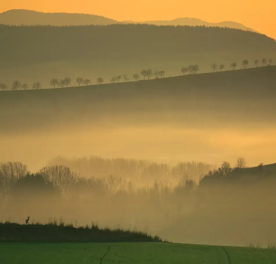 Browko, Krzysztof: Mattina
