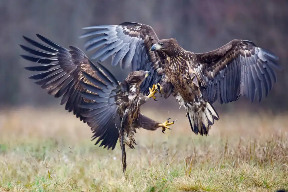 Manusevich, David: Combats d'aigles