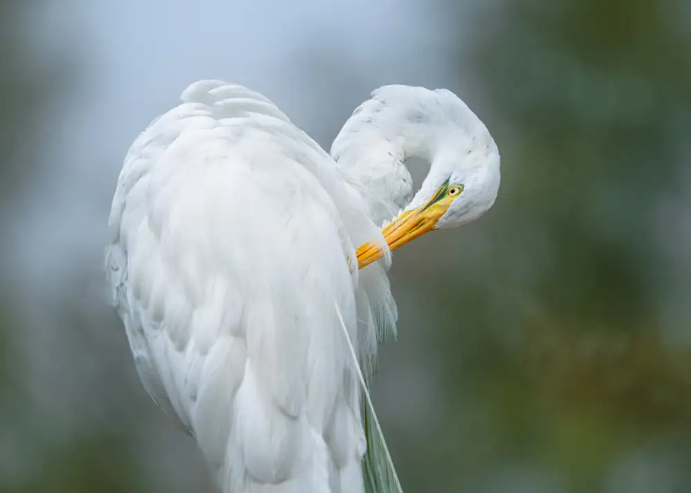 Lu, Ling: The White Beauty