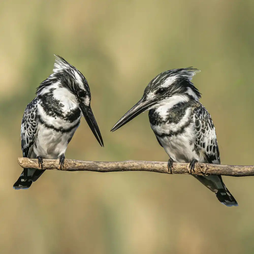 Lichtman, Boris: Pied kingfishers