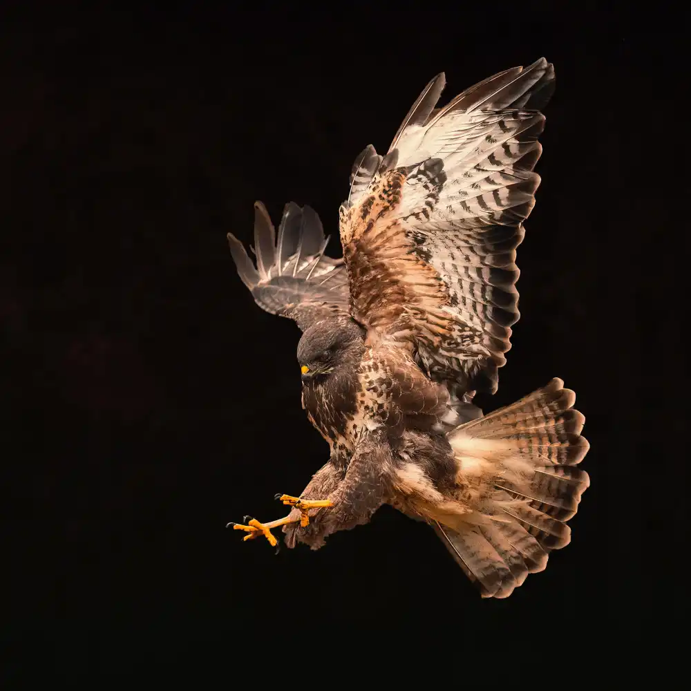 Horst, ter Gert: Buzzard going for a catch