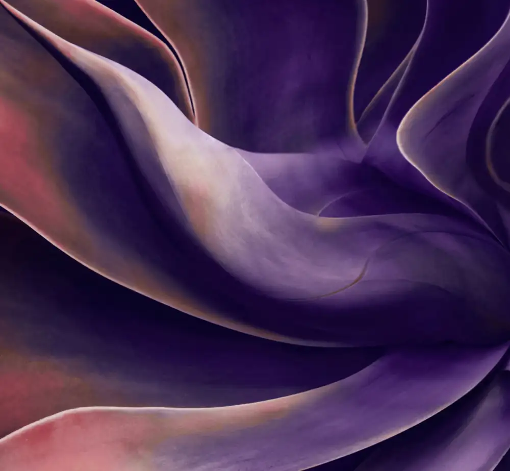 Wechsler, Robin: Agave in shades of violet