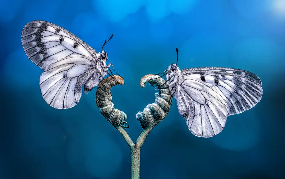 Öztürk, Mustafa: Angels