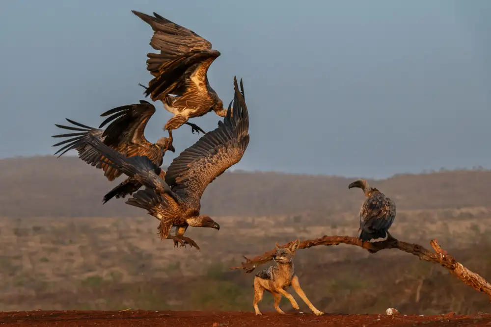 FrancoisVenter: battling the completion for food