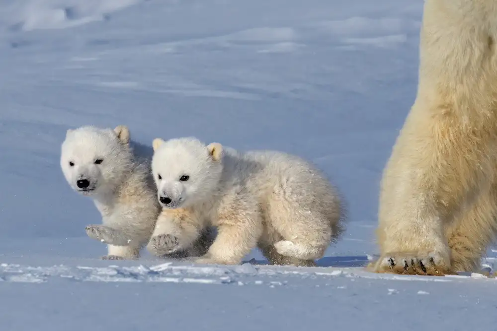 Tsui, Hung: Two polar bear cubs