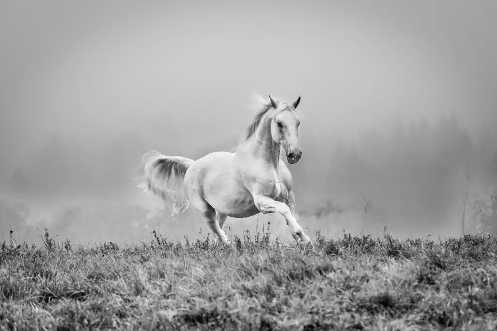 Ignacy, Cembrzynski: a short story about gallop
