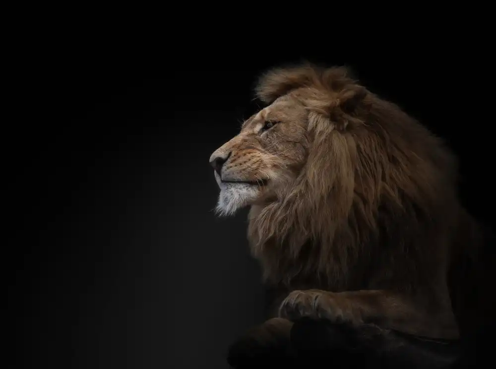 Vollrath, Jörg: león