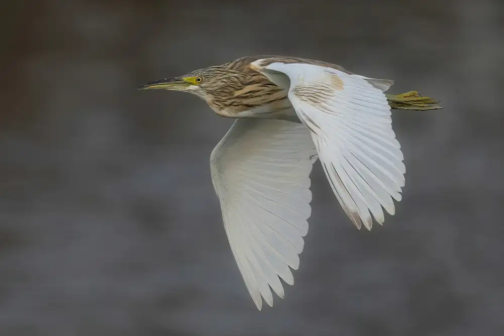 Wilson, Guy: Squacco Heron