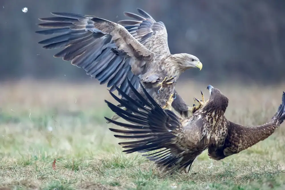 Manusevich, David: L'aquila combatte