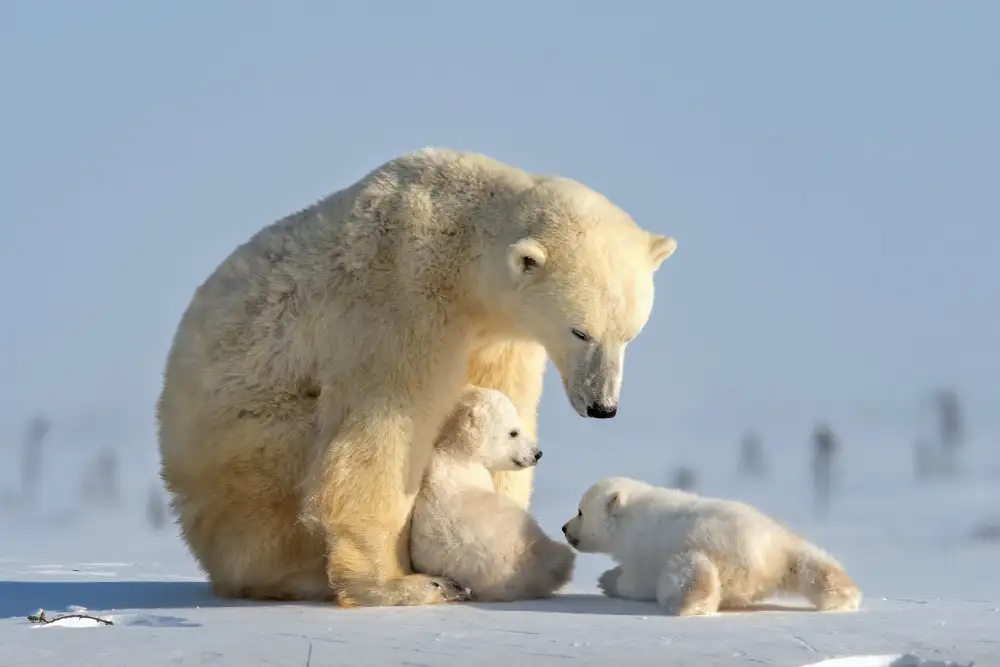 Tsui, Hung: Naughty  polar bear cub