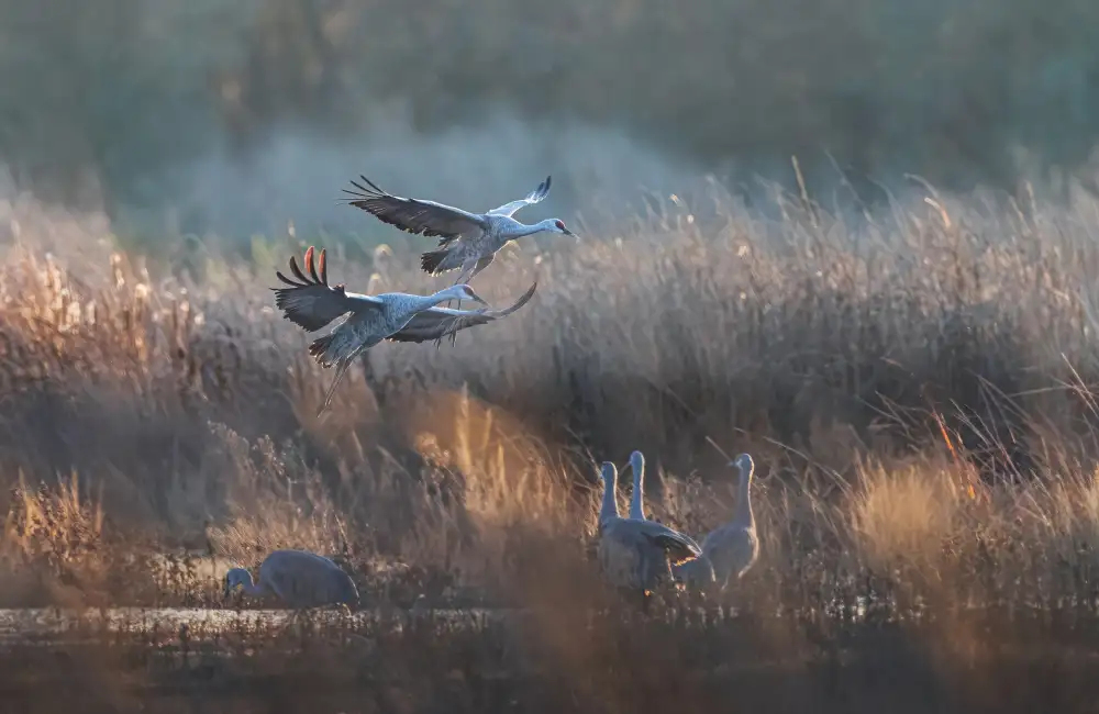 Huang, Johnson: sandhill crane