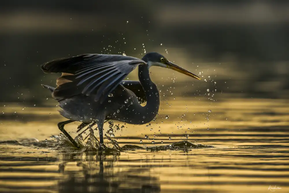Roshkumar: Golden Bath
