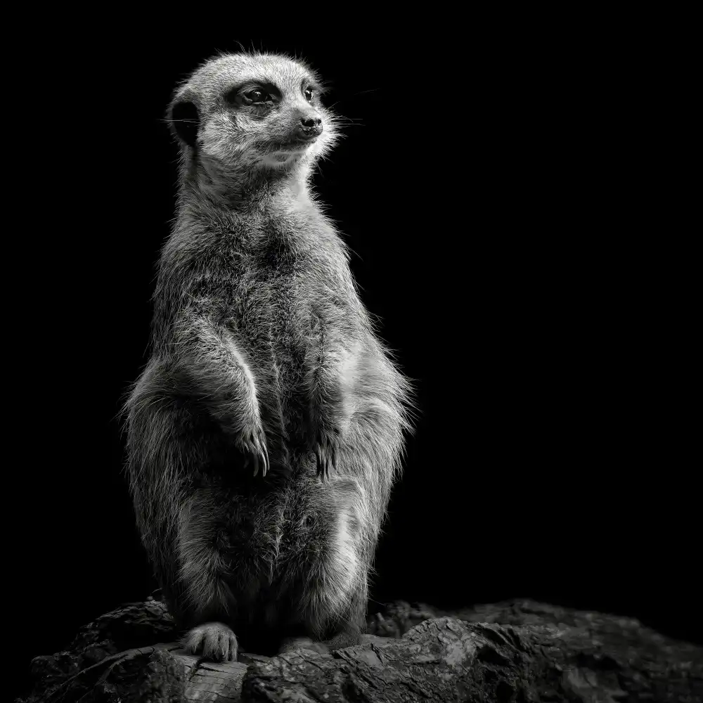 Meermann, Christian: Meerkat