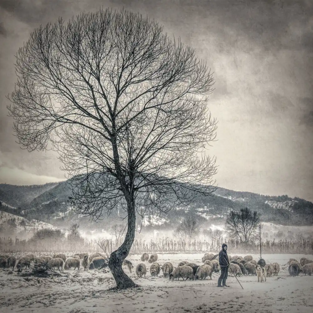 nedelcu, ian mihai: winter grazing