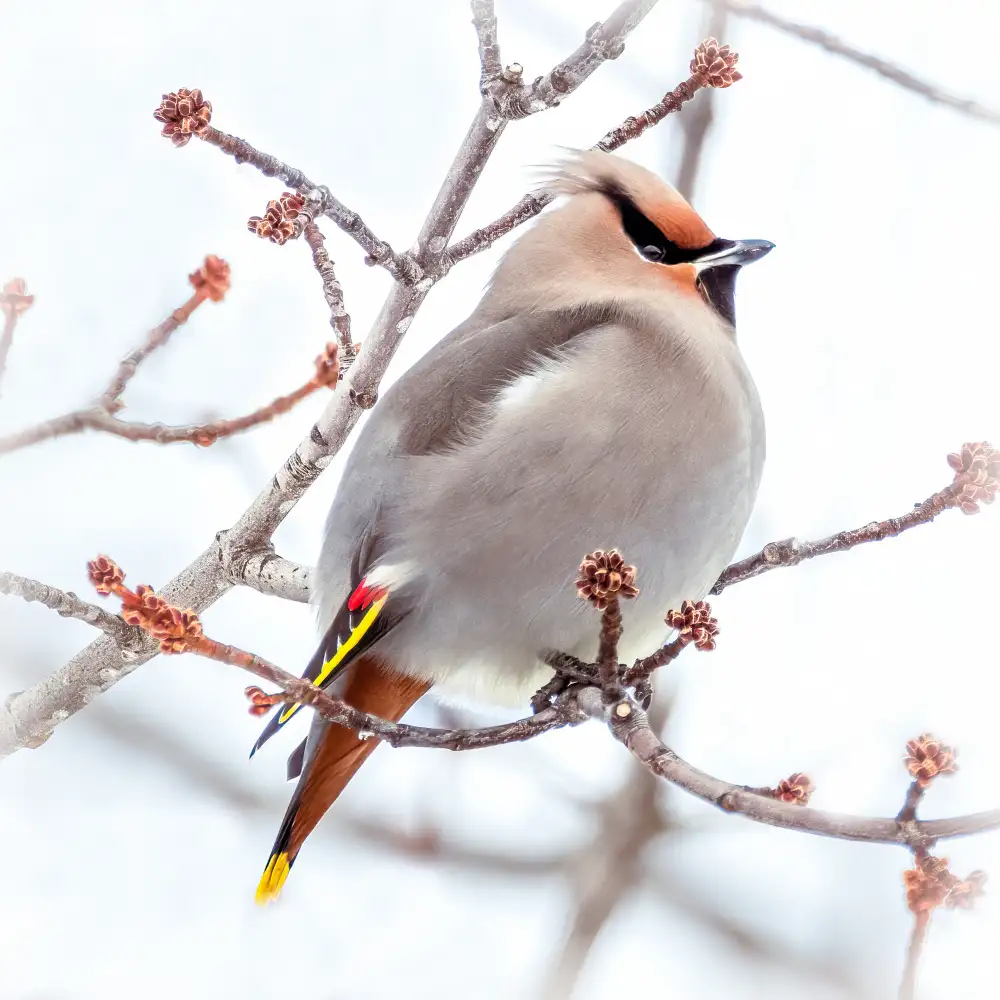 Kimberly: Can you say “who’s a pretty bird?”