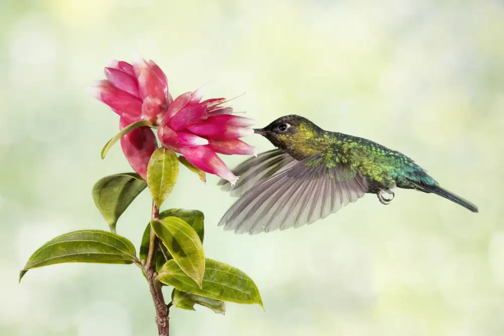 Lester, D Linda: Delicia del colibrí