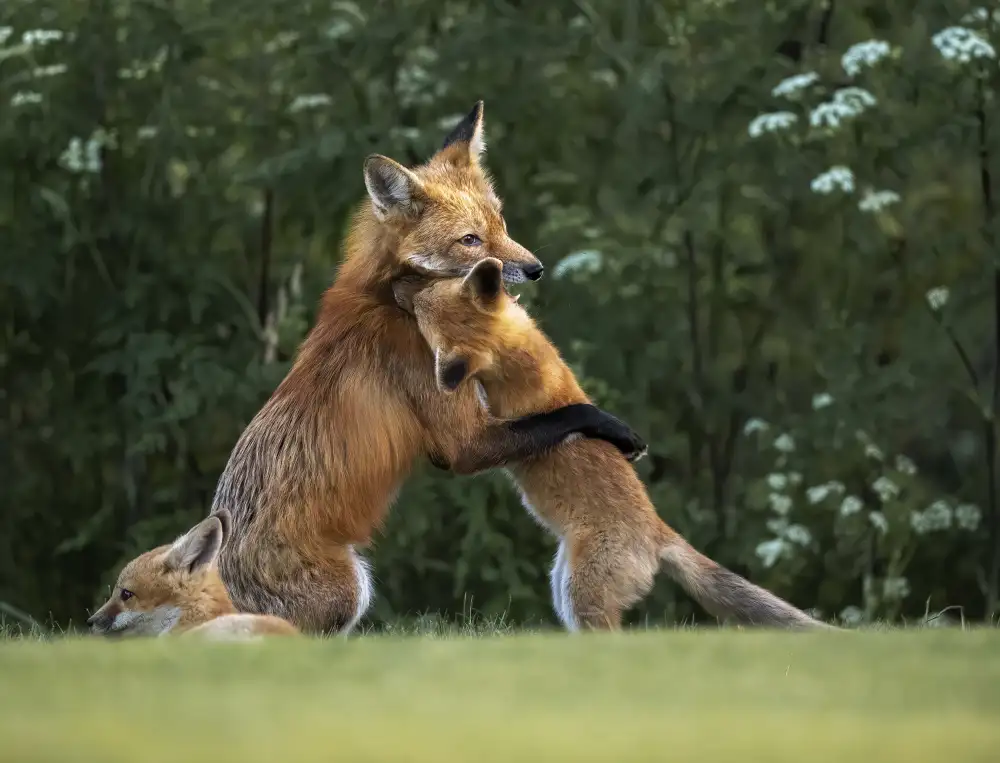 Tseng, Judy: Sweet hug from mommy