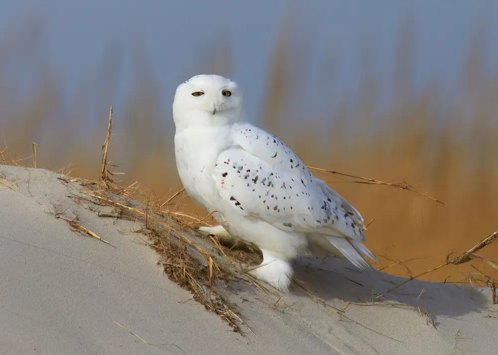 Chen, Johnny: Male snowy owl