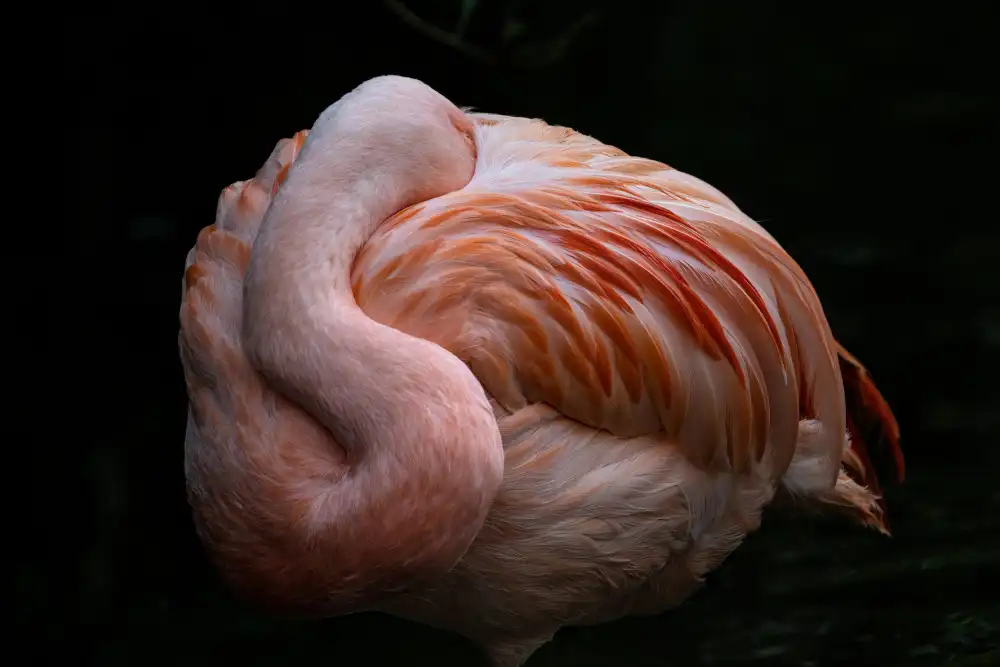 Landolt, Susanne: Pretty in pink 2