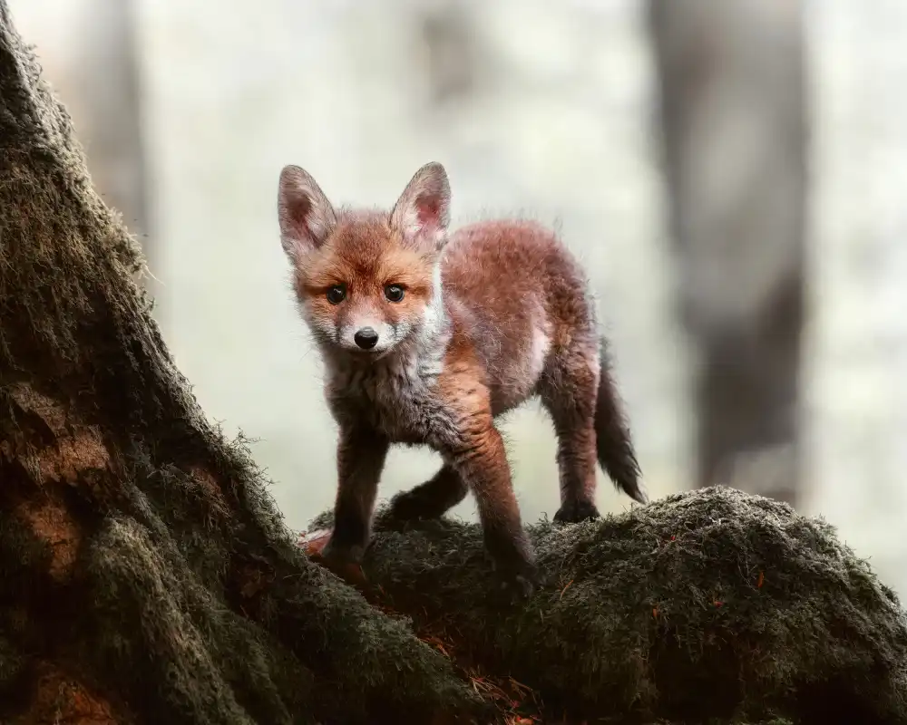 Firešová, Michaela: Little red fox