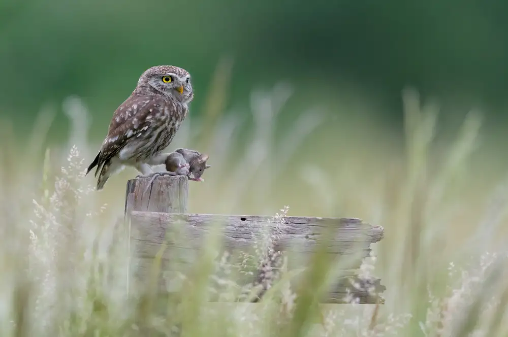 Rossini, Alessandro: Little owl with meal