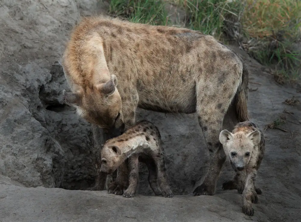 FrancoisVenter: Hyena Family