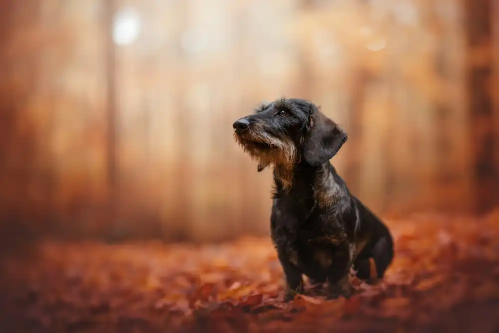 Shandor, Ve: Autumn vibes
