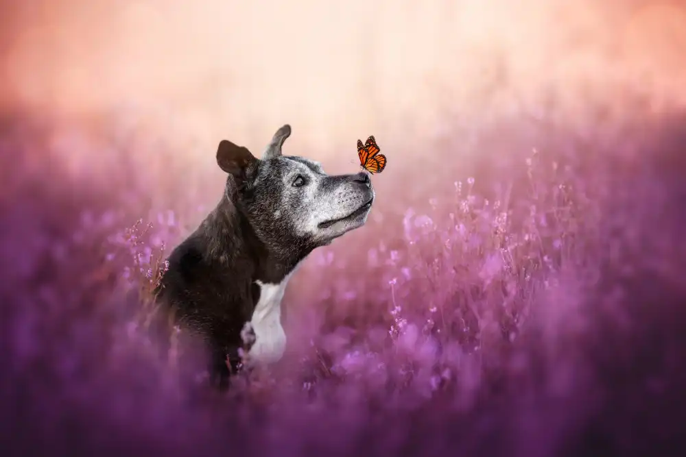 Shandor, Ve: Gentle