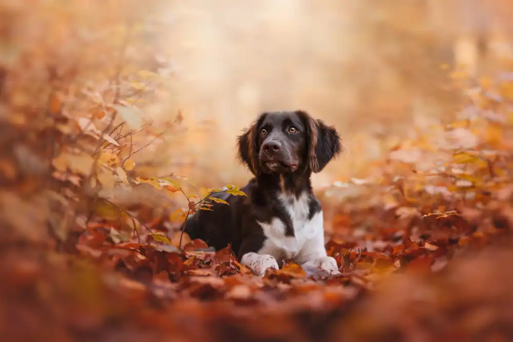 Shandor, Ve: Autumn vibes