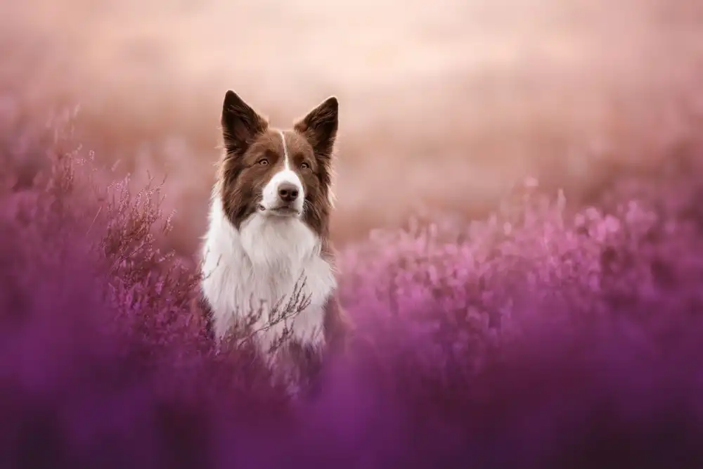 Shandor, Ve: Heather boy