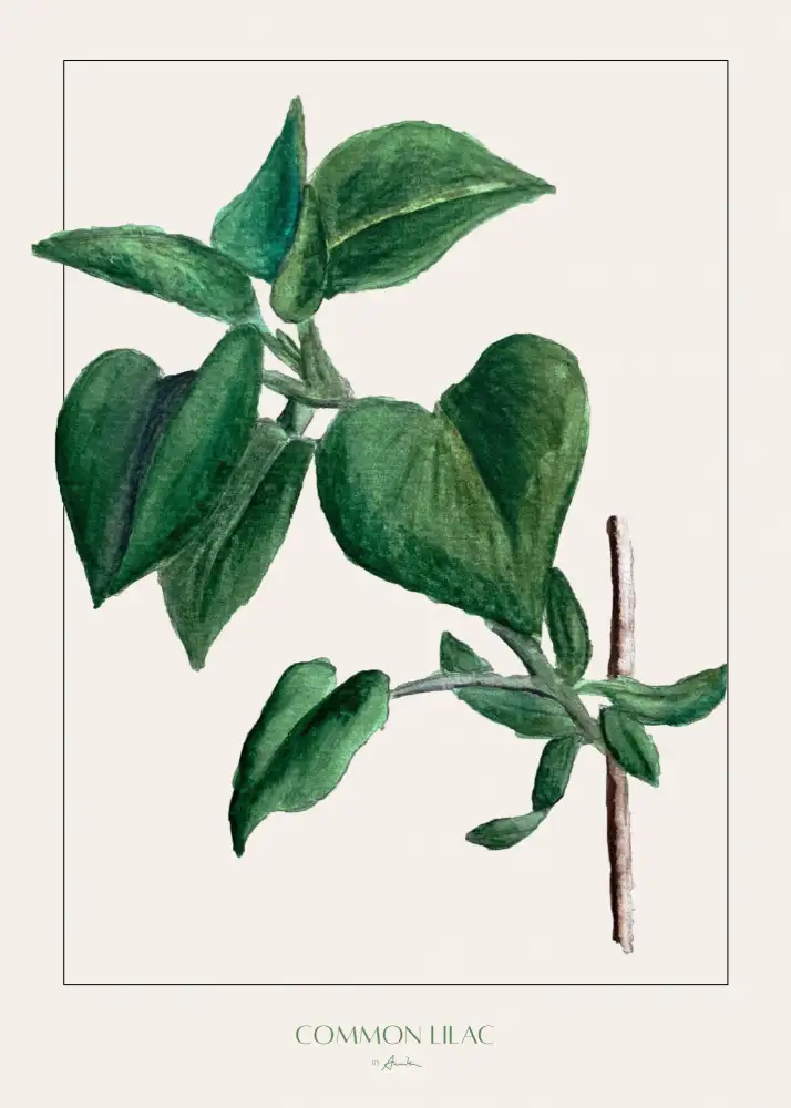 John, Annika: Common lilac