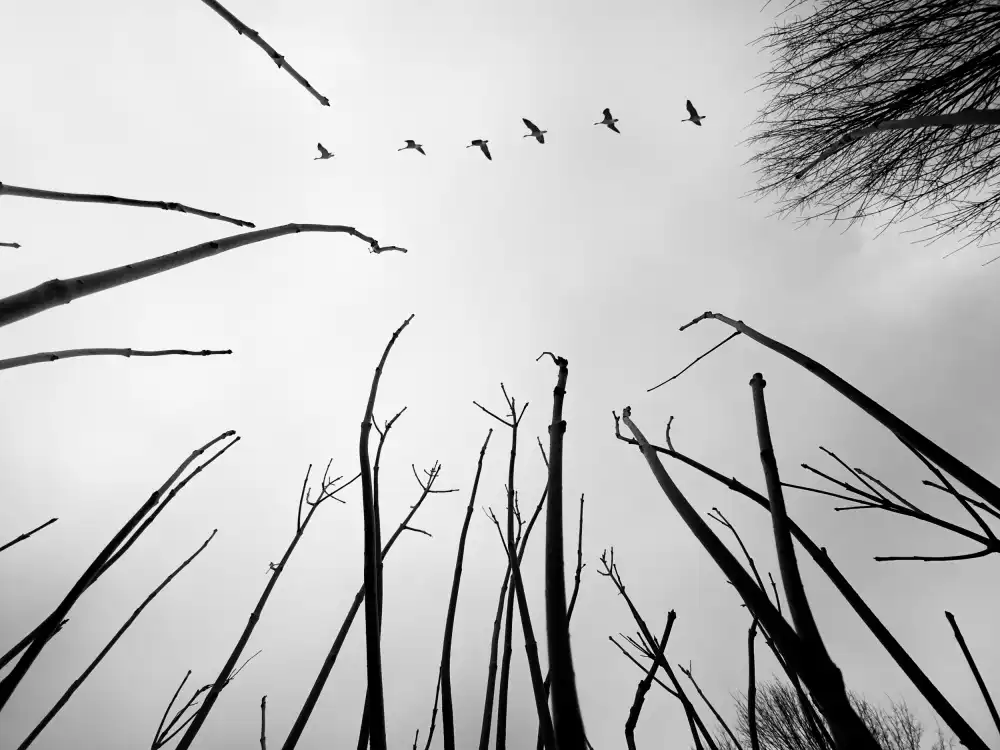 Chavali, Raghuvamsh: Alcanzando los cielos