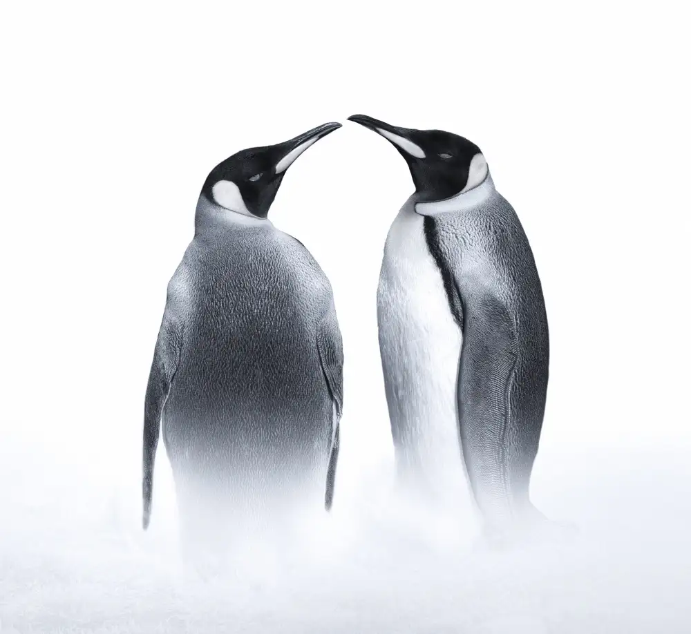 Tseng, Judy: we are King penguin