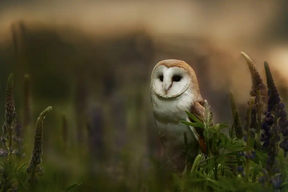 Firešová, Michaela: Barn owl