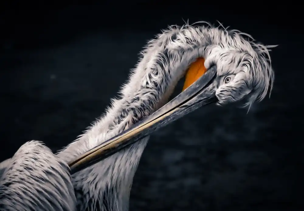 Heg, Zina: Plumage care