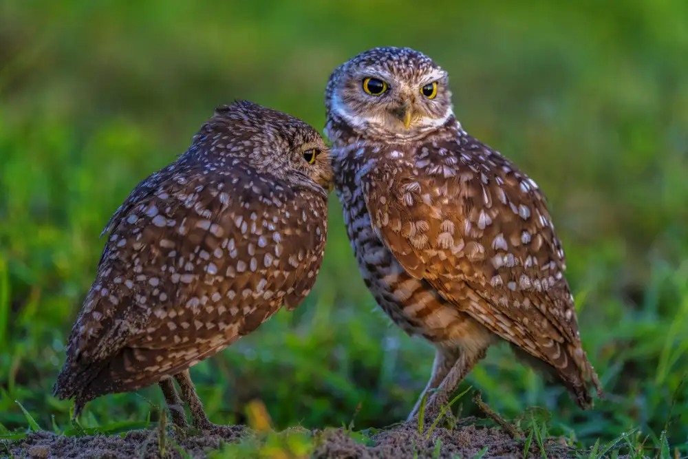 Xiao, Hanping: Carino