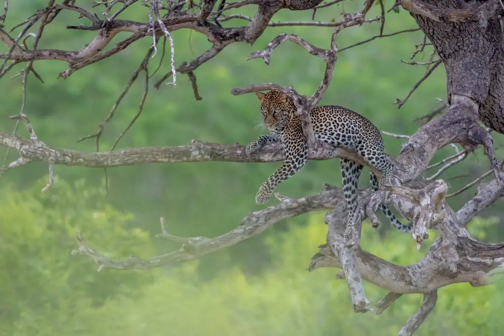 Catta, Alessandro: Leopard in Green