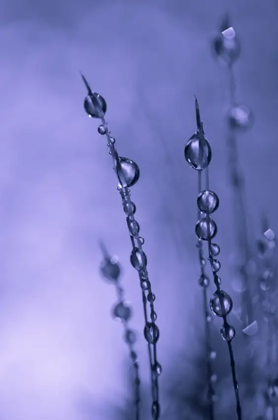 Thalin, Bee: Gotas de Plata