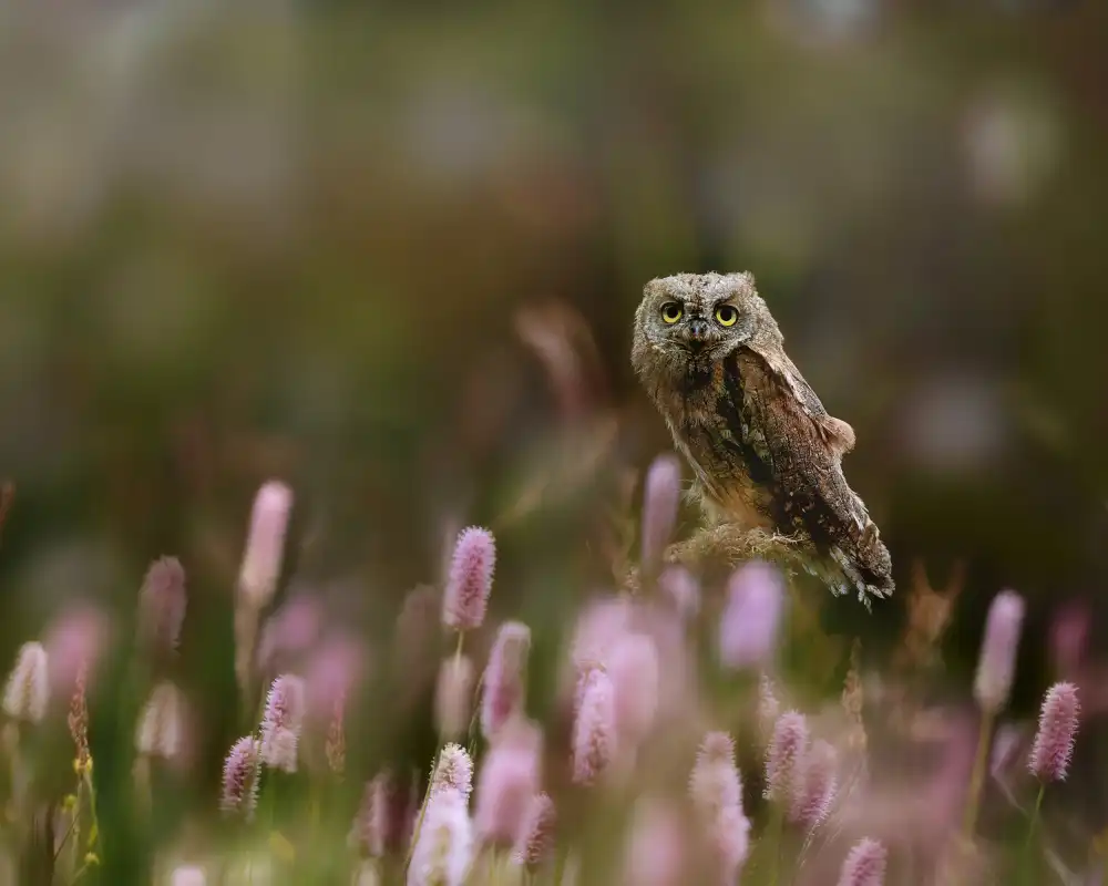 Firešová, Michaela: Eurasian Scops Owl