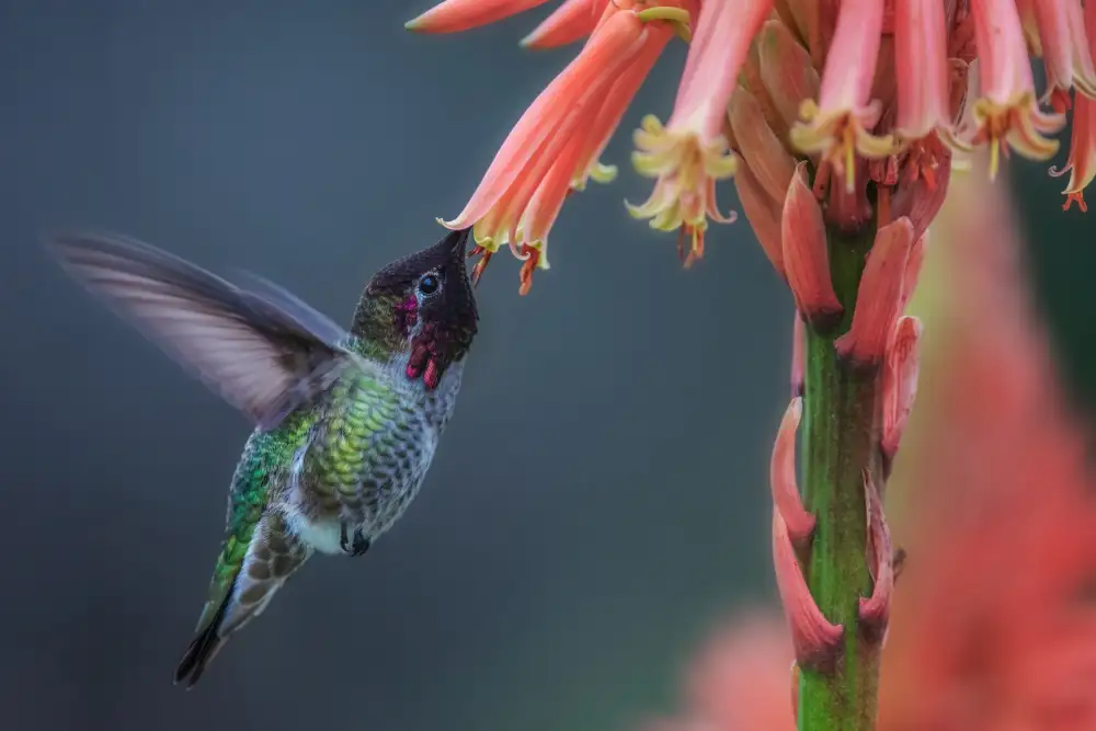 Liu, Wei: Winterkolibri