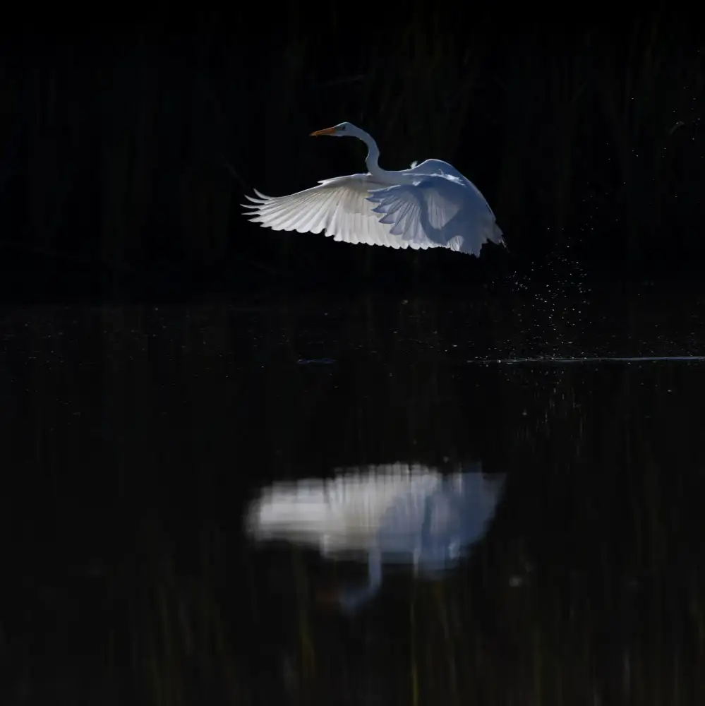 Huang, Johnson: Snow Egret