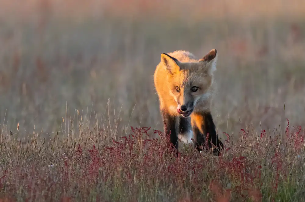 Huang, Johnson: Red Fox
