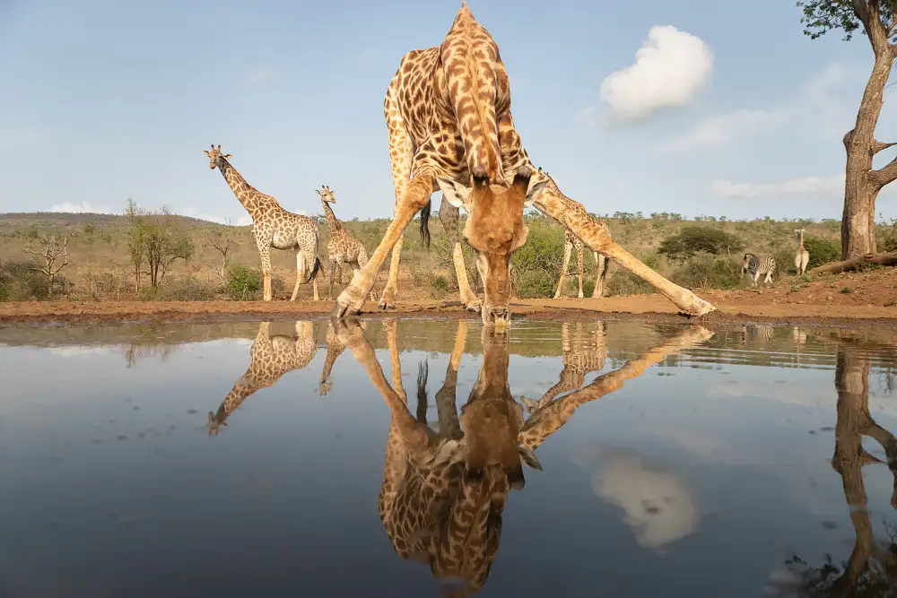 Raga, Gil Joan: Giraffe drinking