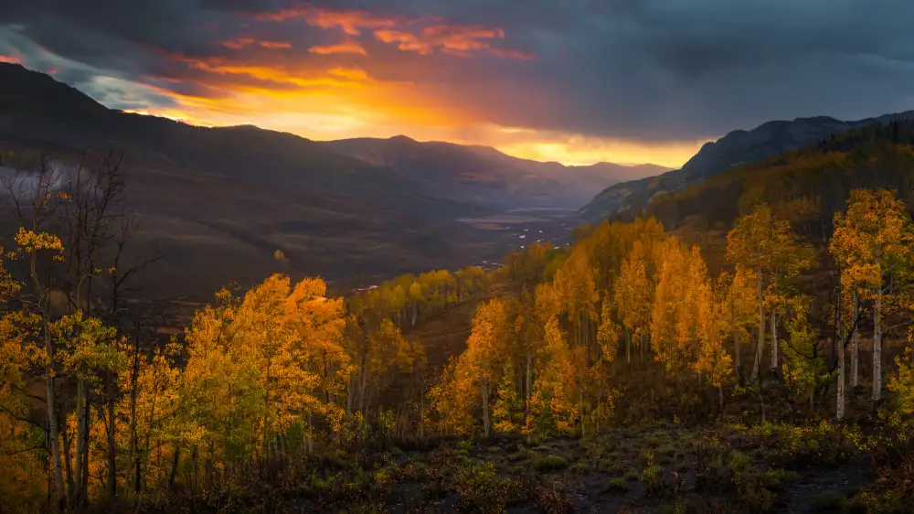 P., Ruiqing: Gloria d'autunno