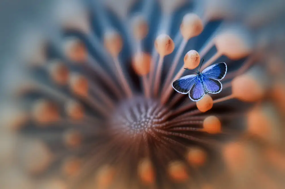 Pamungkas, Edy: Blauer Schmetterling