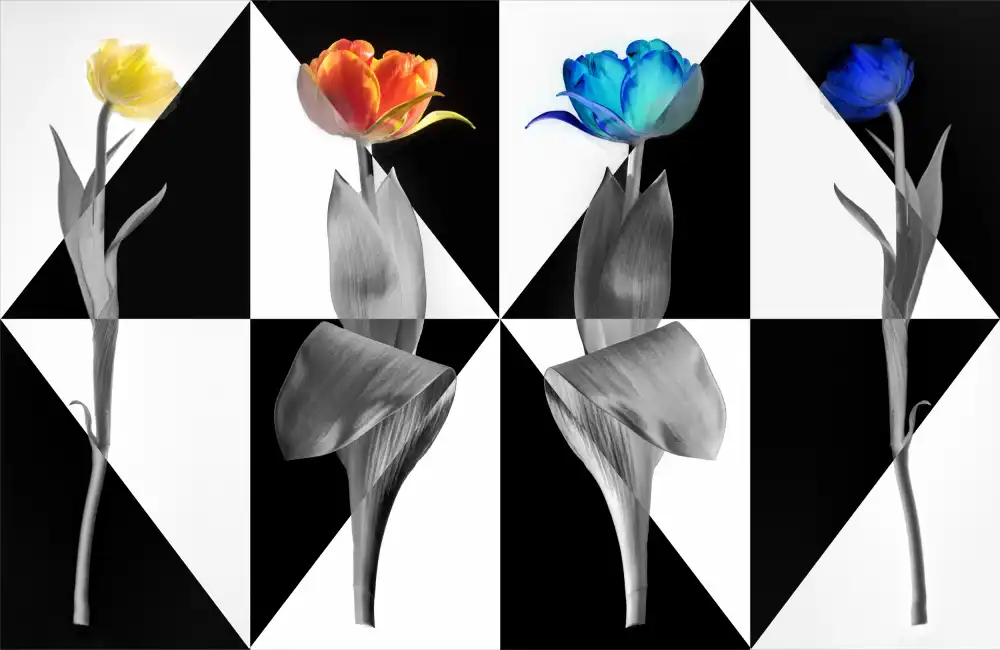 Rückert, Stephan: Tulipani PopArt